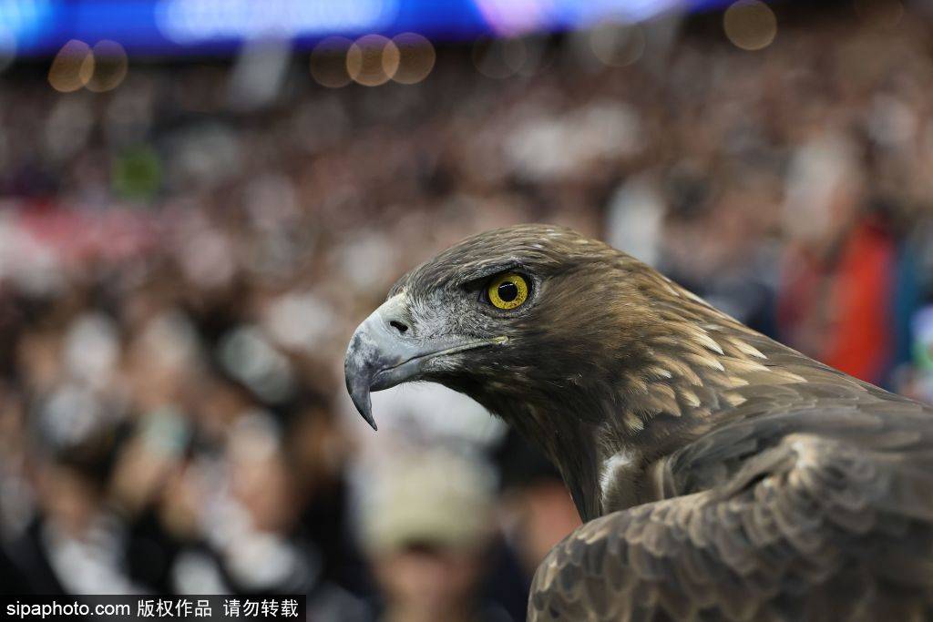 迎来了十五, 前锋凭借出